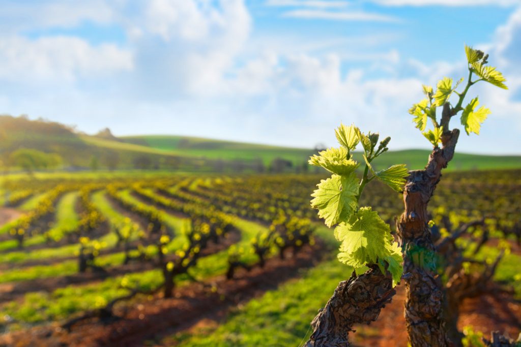 Barossa Valley. Photographed by hddigital. Image via Shutterstock.