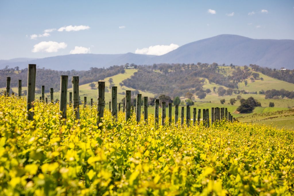 Vineyard at Yarra Valley. Photographed by FiledIMAGE. Image via Shutterstock.