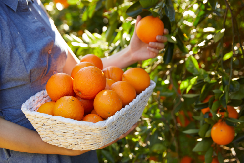 The Best Fruit Picking Farms In Australia To Visit In 2024 Hunter And