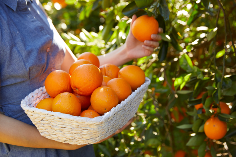The Best Fruit Picking Farms in Australia to Visit in 2024 - Hunter and ...