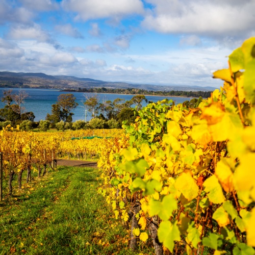 <strong>Tamar Ridge Cellar Door</strong>