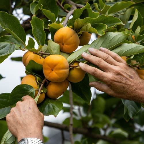 <strong>Cedar Creek Orchards</strong>