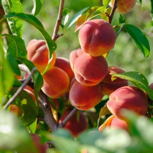 <strong>Canoelands Orchard</strong>