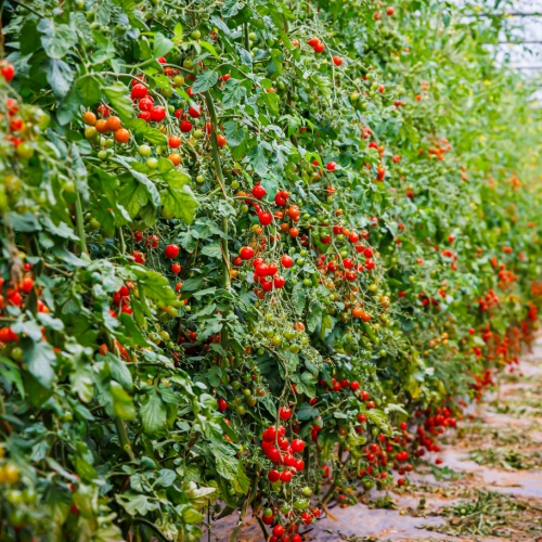 <strong>Ricardoes Tomatoes</strong>