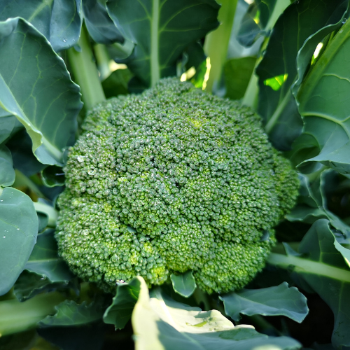 <strong>2. Broccoli</strong>