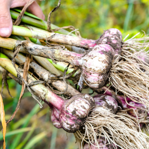 <strong>5. Garlic</strong>