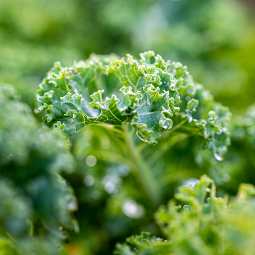 <strong>1.</strong> <strong>Kale</strong>