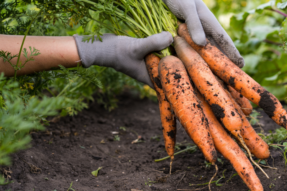 The Top 10 Vegetables to Grow in Australia this Winter 2024. Carrots. Photographed by Uryupina Nadezhda. Image via Shutterstock.