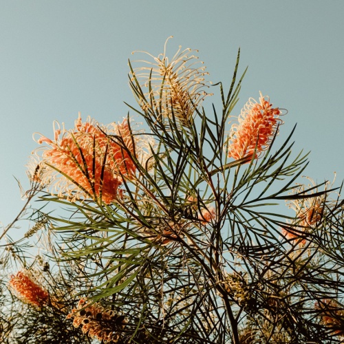 <strong>Australian Grevillea</strong>