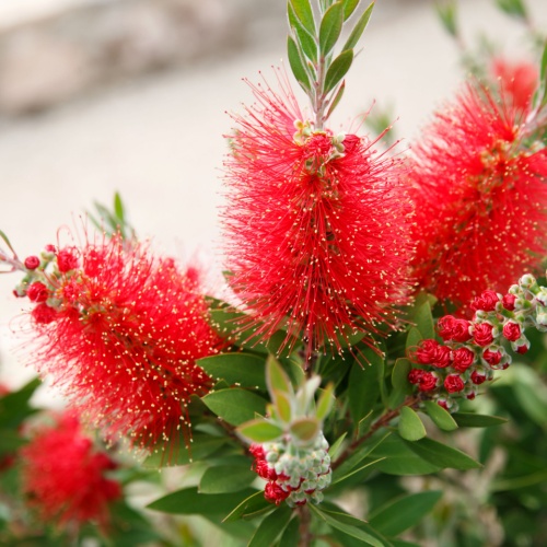 <strong>Callistemon </strong>