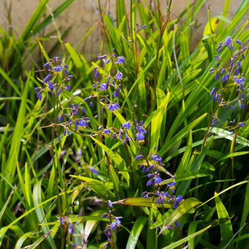 <strong>Dianella</strong>