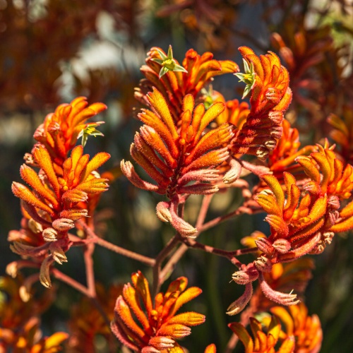 <strong>Kangaroo Paw</strong>