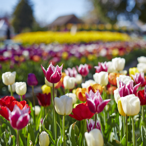 <strong>Tulip Time</strong>