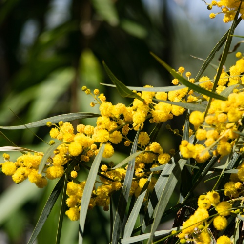 <strong>Wattle</strong>