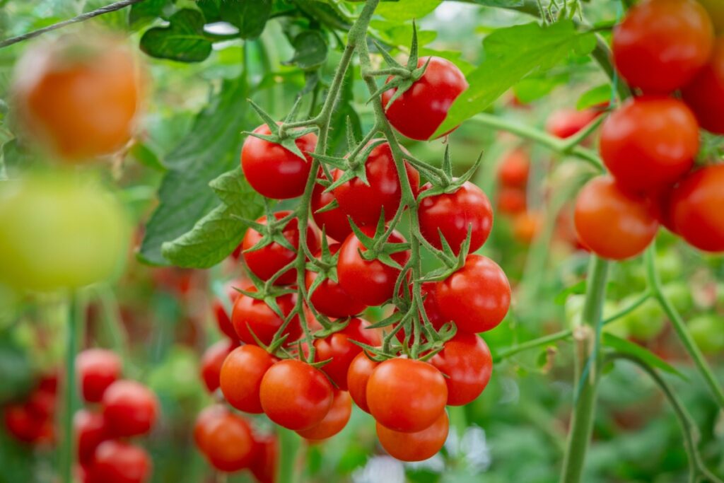 Cherry tomatoes. Photography by sadecestock via Shutterstock