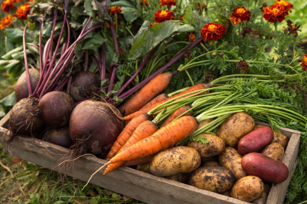 Crate of vegetables. Photography by Viktor Sergeevich via Shutterstock