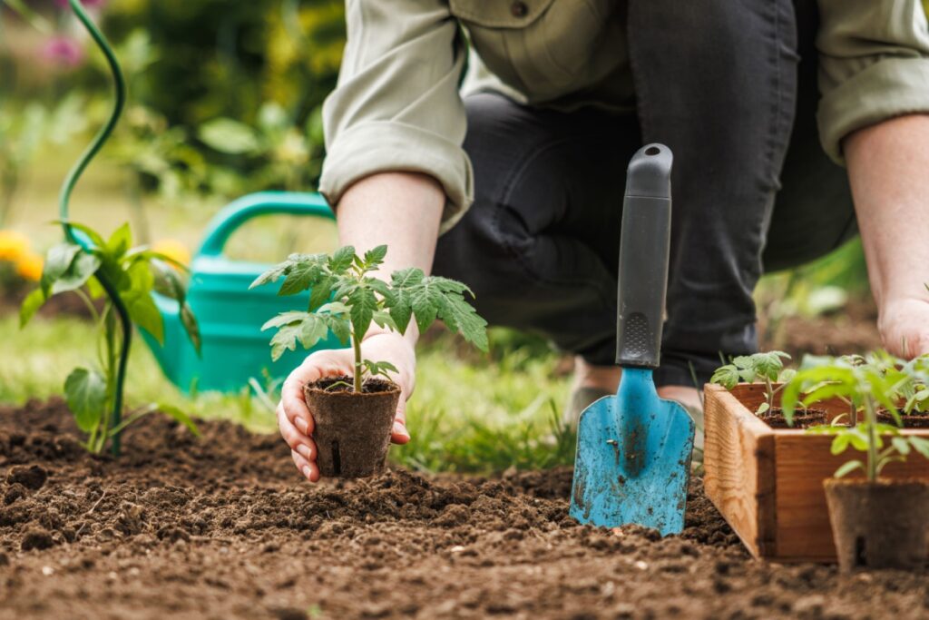 Planting in garden. Photography by encierro via Shutterstock