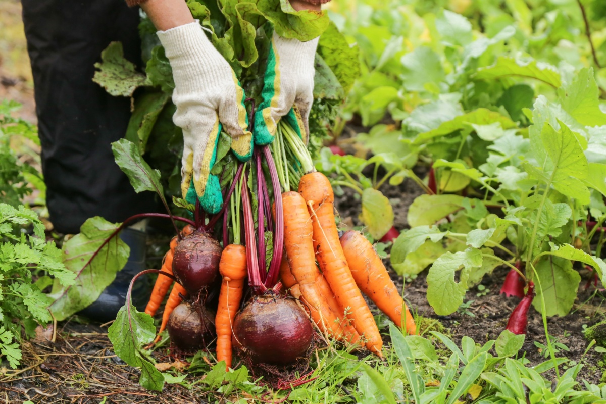 Top 5 Tips for Growing a Vegetable Garden. Photography by Viktor Sergeevich via Shutterstock