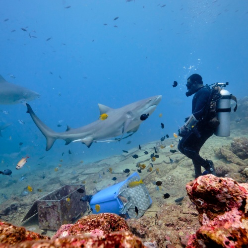 <strong>Go swimming with the sharks</strong>